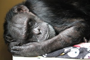 Jody sleeping