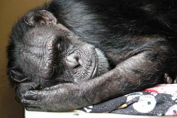 Jody sleeping