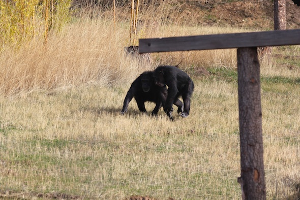 Missy chasing Annie