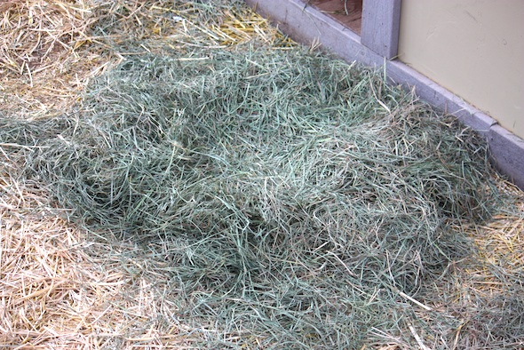 web nest ground gh hay IMG_0200