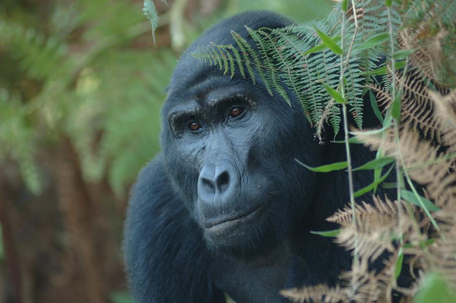 mountain gorilla