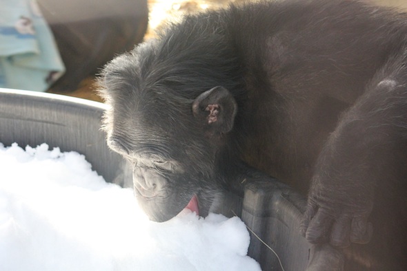 Foxie eating snow