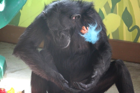 web Foxie throw blue troll doll in air about to catch playroom IMG_0100
