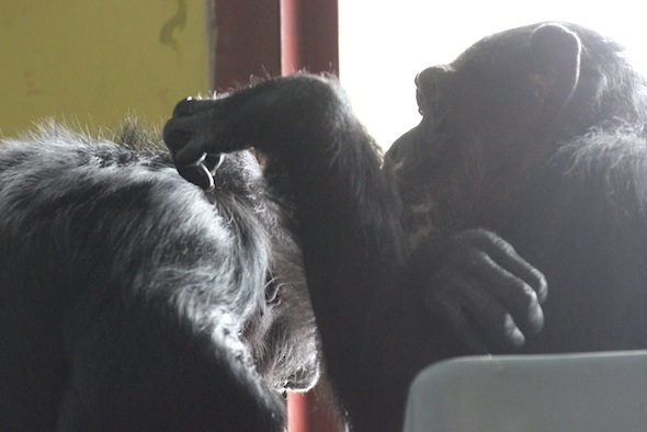 Missy grooming Jamie