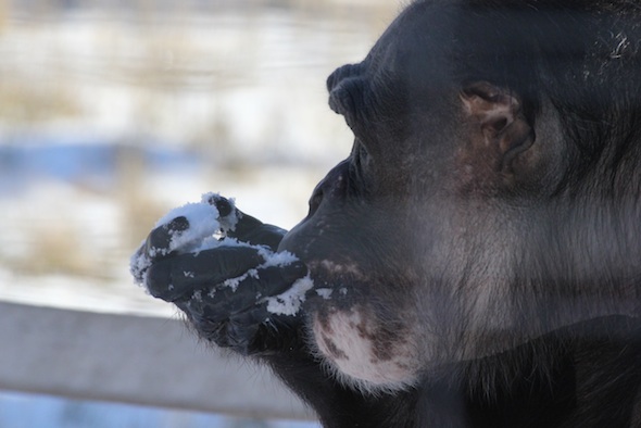 web Negra eat snow YH IMG_1112