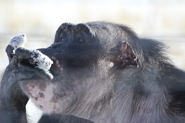 web Negra eat snow YH hand in mouth IMG_1027