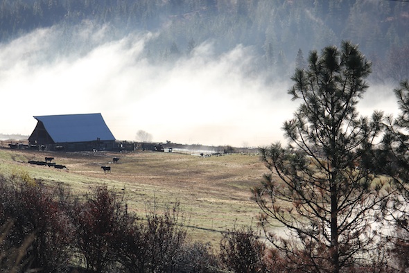 web barn fog neighbor farm IMG_0458