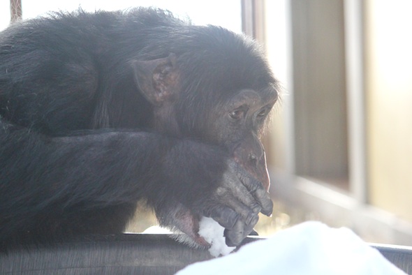 Burrito eating snow
