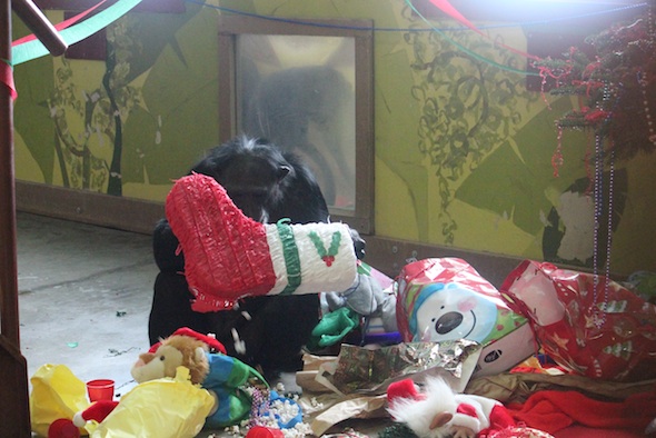 web jamie christmas pinata PR IMG_1515
