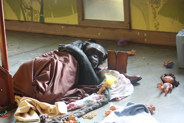 web jamie lay in nest sheet blanket troll boot enrichment pr IMG_0709