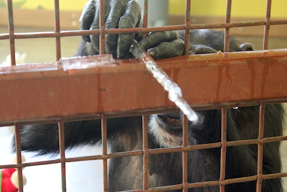 web missy pull icicle through caging relaxed face PR IMG_1602