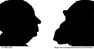 Negra Chimpanzee and Alfred Hitchcock in silhouette