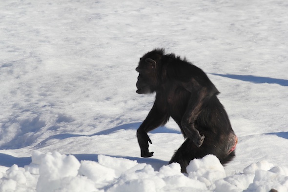 web Annie walk through deep snow bipedal mouthful snow YH IMG_2213