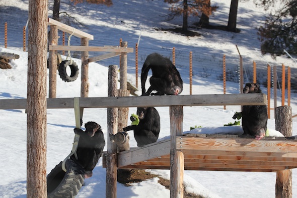 web Jamie Missy Annie Jody sit on climbing structure eat lettuce forage snow YH IMG_2211