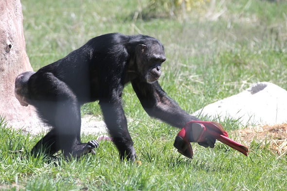 web Jamie walk new red boots enrichment monica best vist yh forage IMG_1880