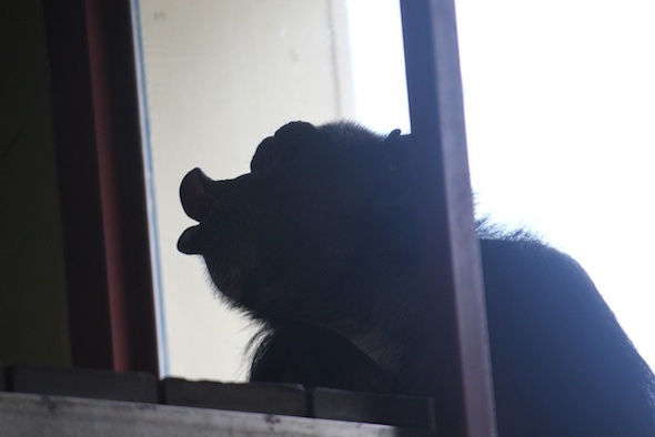 web Jody silhouette profile hoot face playroom PR IMG_1944