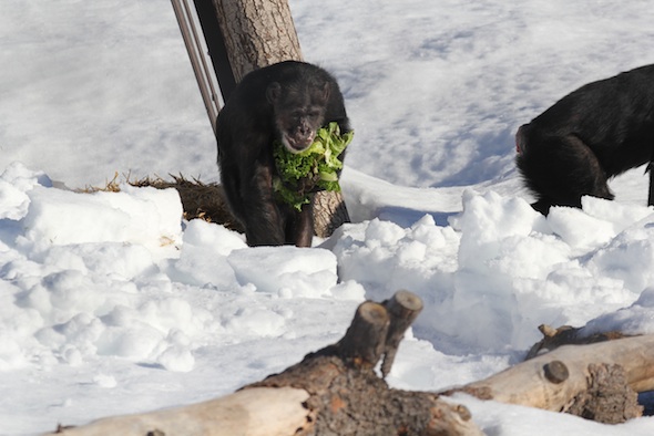 web Missy handful of lettuce almost smile walk through deep snow forage YH IMG_2224