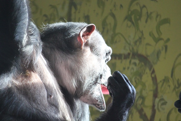 web Negra yawn PR IMG_2264