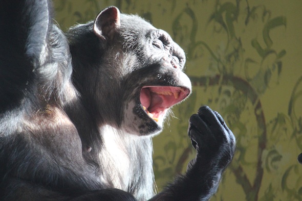 web Negra yawn PR IMG_2265