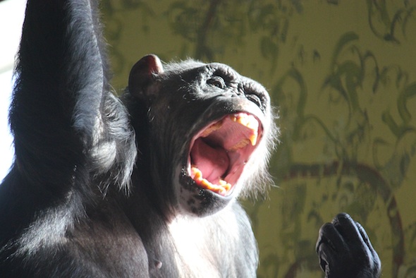 web Negra yawn teeth PR IMG_2266