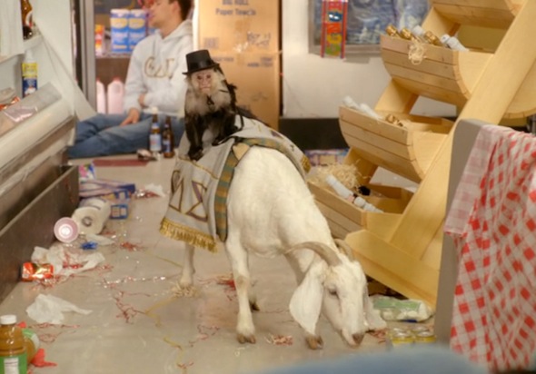 monkey raising hope