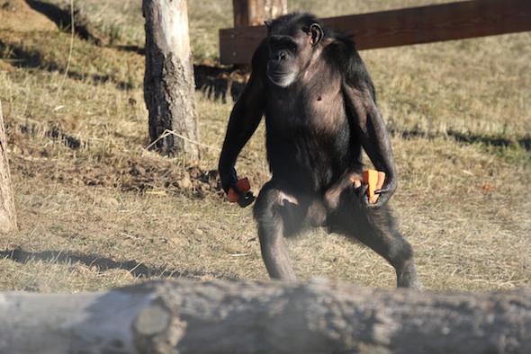 web Annie bipedal walk hold sweet potato food forage yh IMG_3520