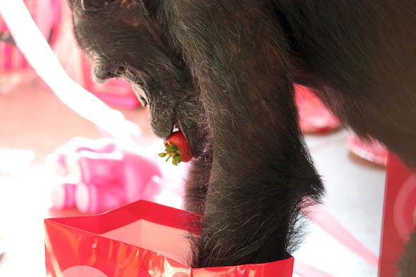 web Foxie strawberry in mouth gift bag forage valentines day party PR IMG_3310