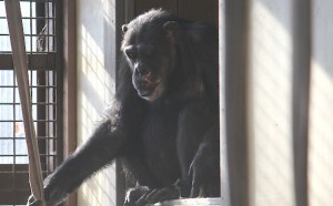 missy sit window sill