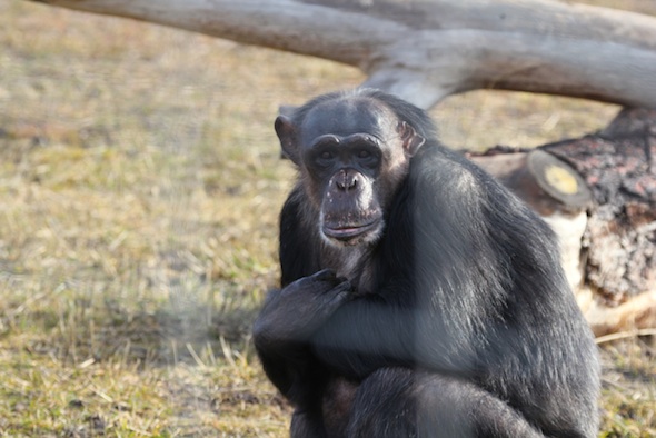 web Negra arms crossed look at camera sit on YH IMG_3170