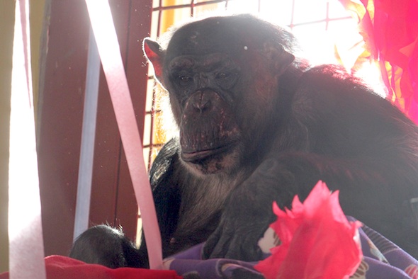 web Negra sit in nest with streamers decorations neggie face valentines day party PR IMG_3330
