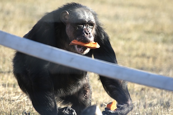 Negra sweet potato in mouth