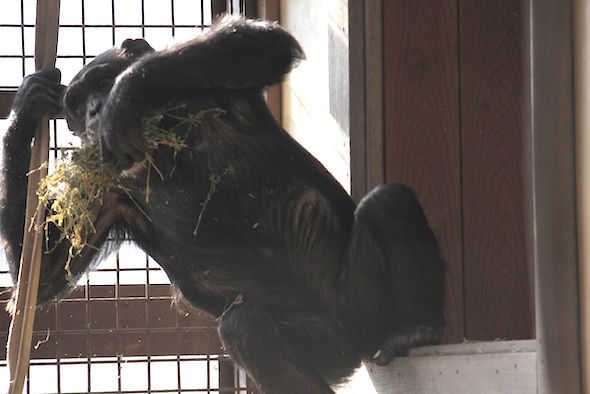 missy climb alfalfa in mouth