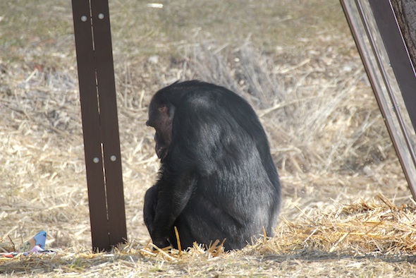 Negra in cabin profile