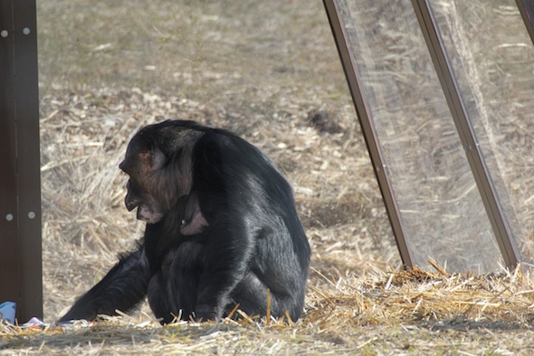 Negra reaching for food in cabin