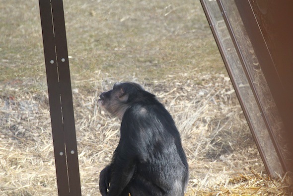 Negra in cabin 1