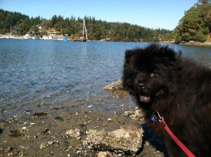 honey b on the island