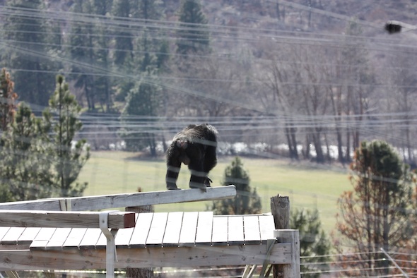 web Burrito on climbing structure look out over valley yakima river in background YH IMG_1340
