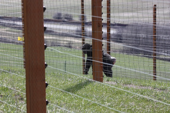 web Jamie play chase with caregiver look back perimeter YH IMG_1324