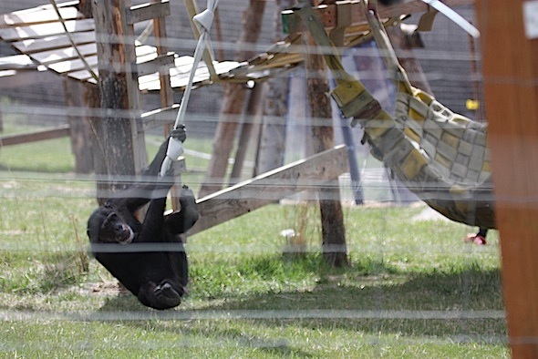 web Missy swing fire hose YH B IMG_1539