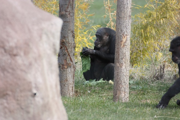 web Negra eat lettuce forage sit in bamboo YH IMG_1393