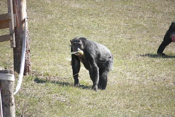 web Negra food in mouth stand YH _MG_1132
