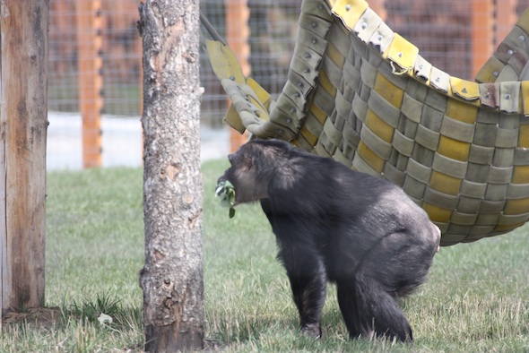 web Negra mouthful of greens by hammock forage YH IMG_1419