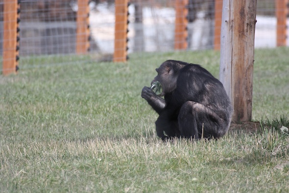 web Negra sit mouthful of greens forage look toward house YH IMG_1420