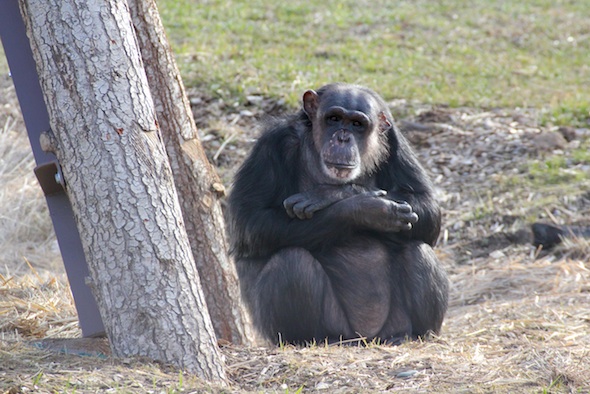 web Negra sweet sit next to cabin arms crossed YH IMG_4596