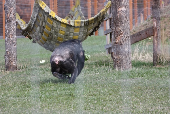 web Negra walk fast mouthful of greens hammock YH IMG_1373