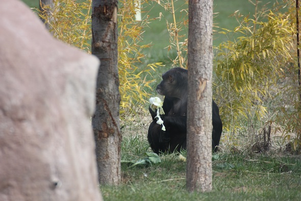 web Negre eat lettuce forage sit in bamboo YH IMG_1389