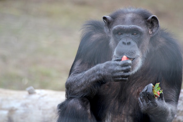 annie eating strawberry
