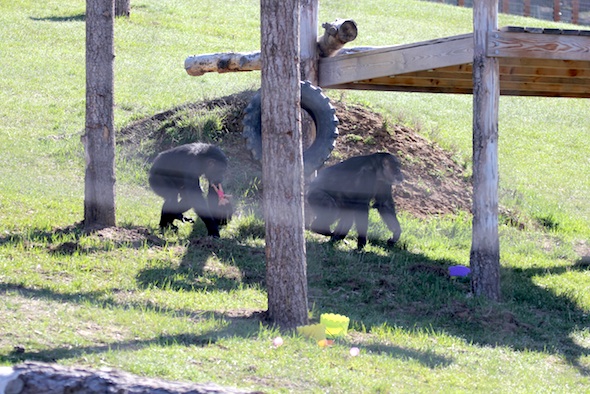 web foxie negra dora easter egg forage party enrichment YH IMG_5094