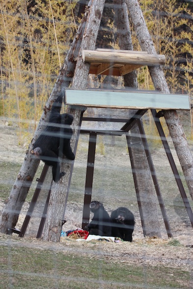 web jamie climbing yh cabin sign jody burrito