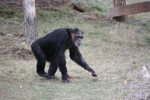 jamie foraging
